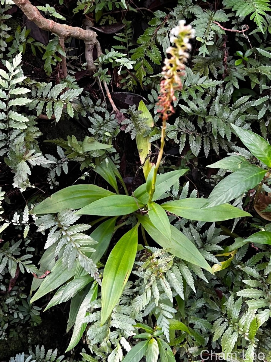 Goodyera procera (Ker Gawl.) Hook.